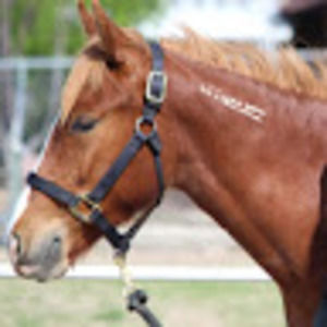 Meet your Posher, Ellie